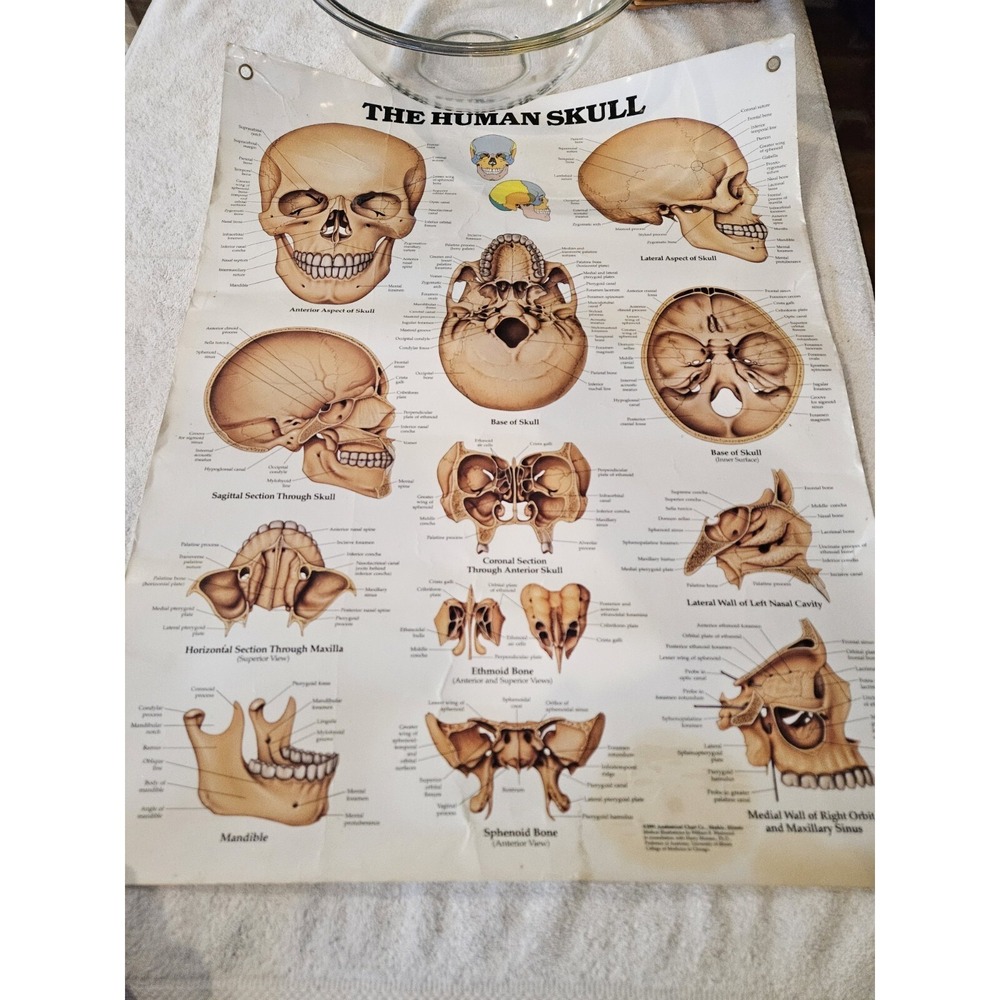 Vintage 1991 The Human Skull Wall Chart Poster 26x20inch Steampunk Gothic Chic